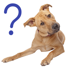 FAQ – Venice Dog Walkers Florida